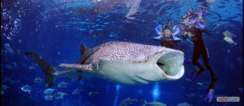 Hungry Whale Shark