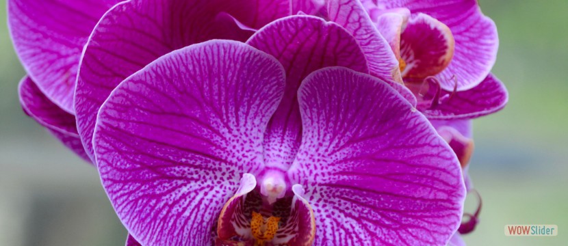 Van Der Bilt Gardens