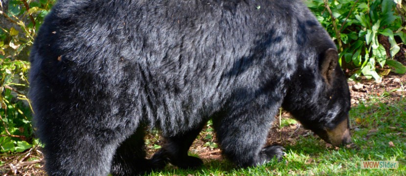 Black Bear At Last