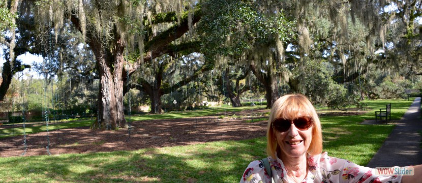 Among The Living Oaks