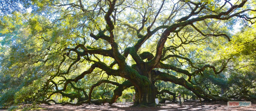 Living Oak - Well Just About